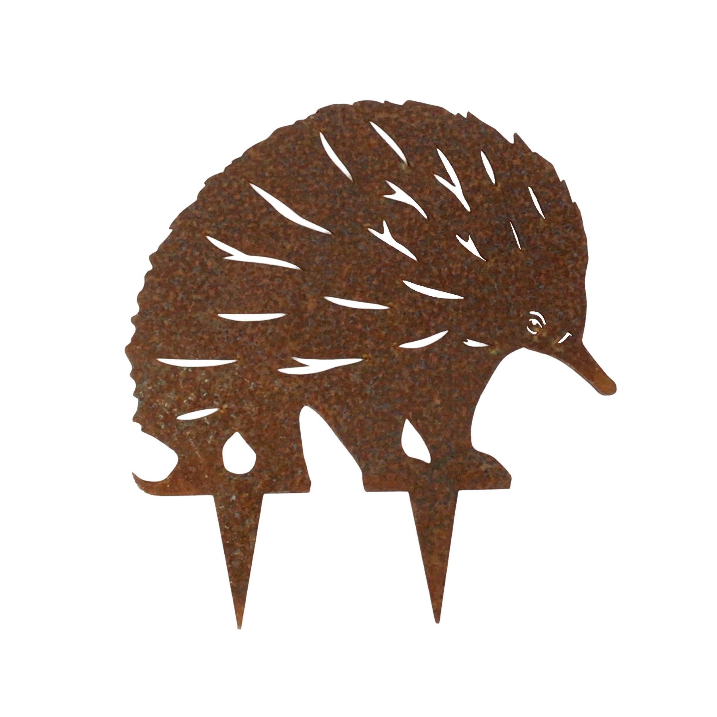 Echidna