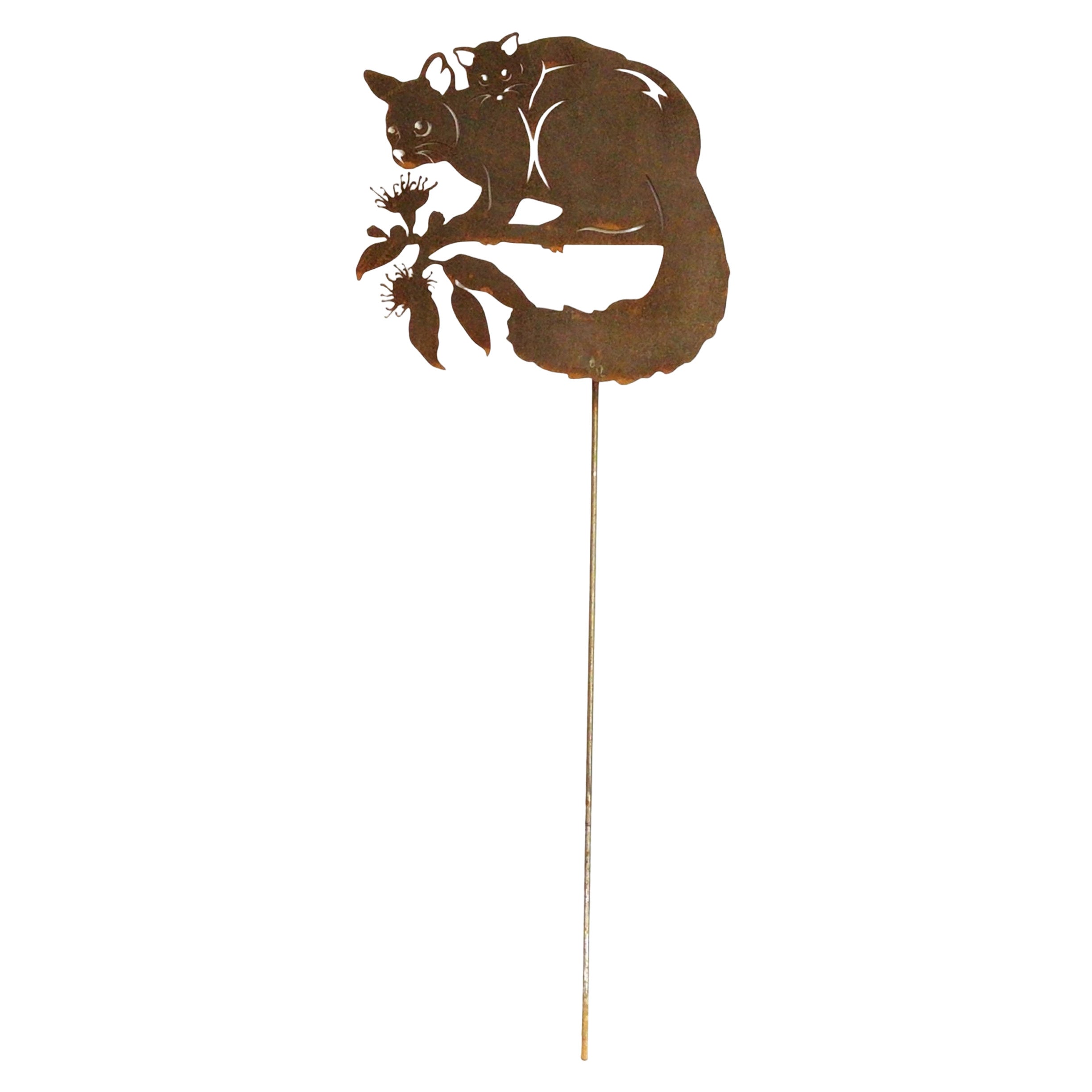 Brushtail Possum with young