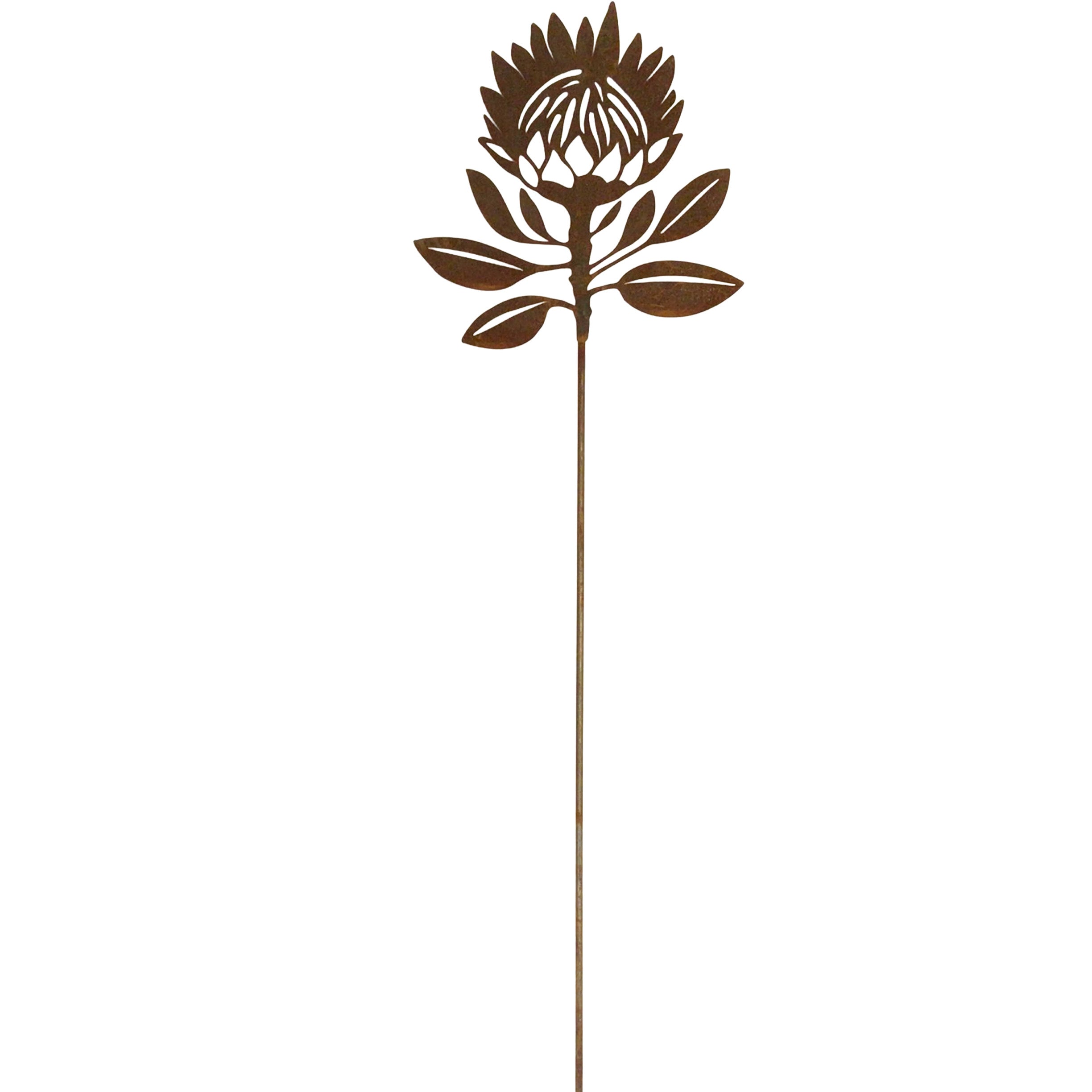 Protea flower
