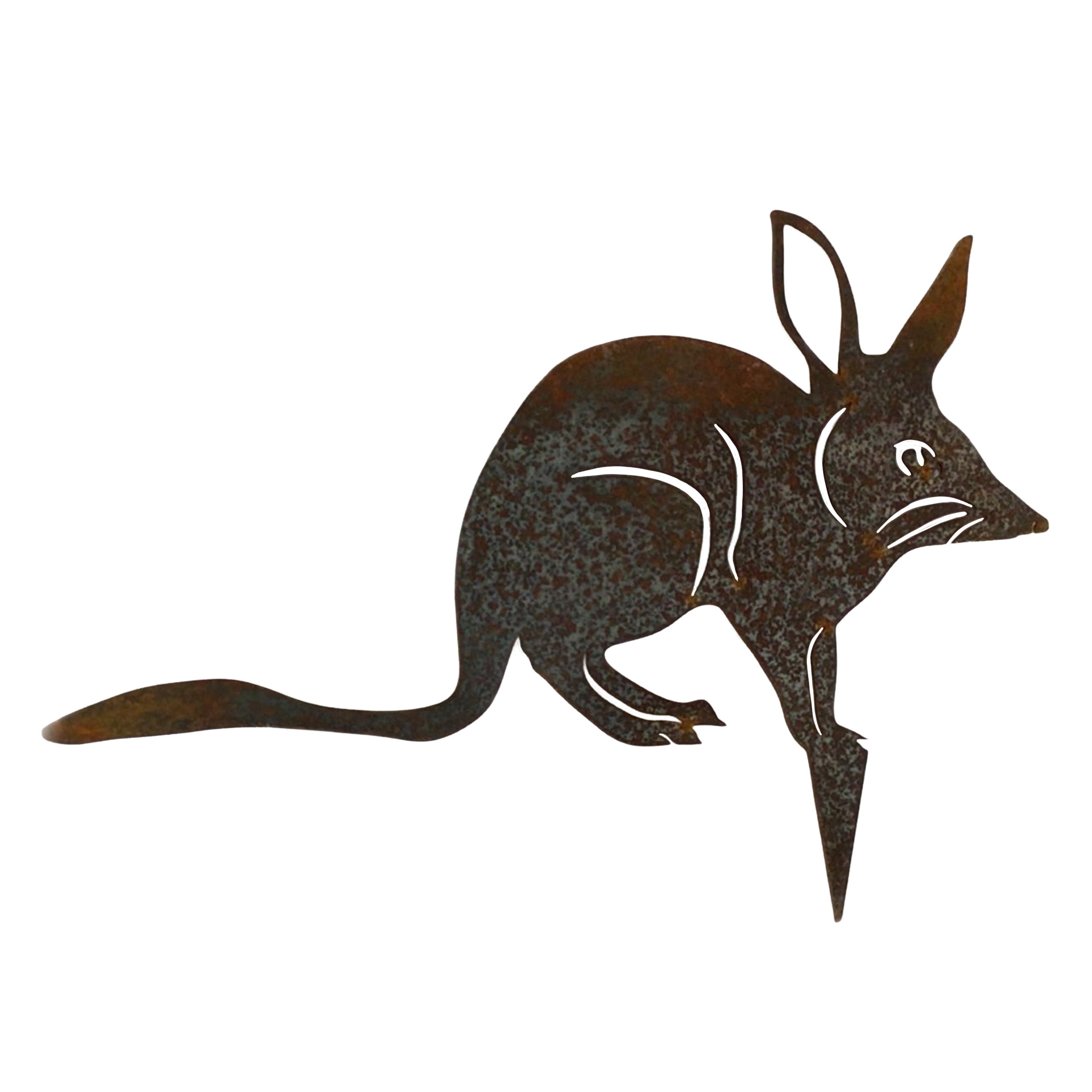 Bilby - crouching