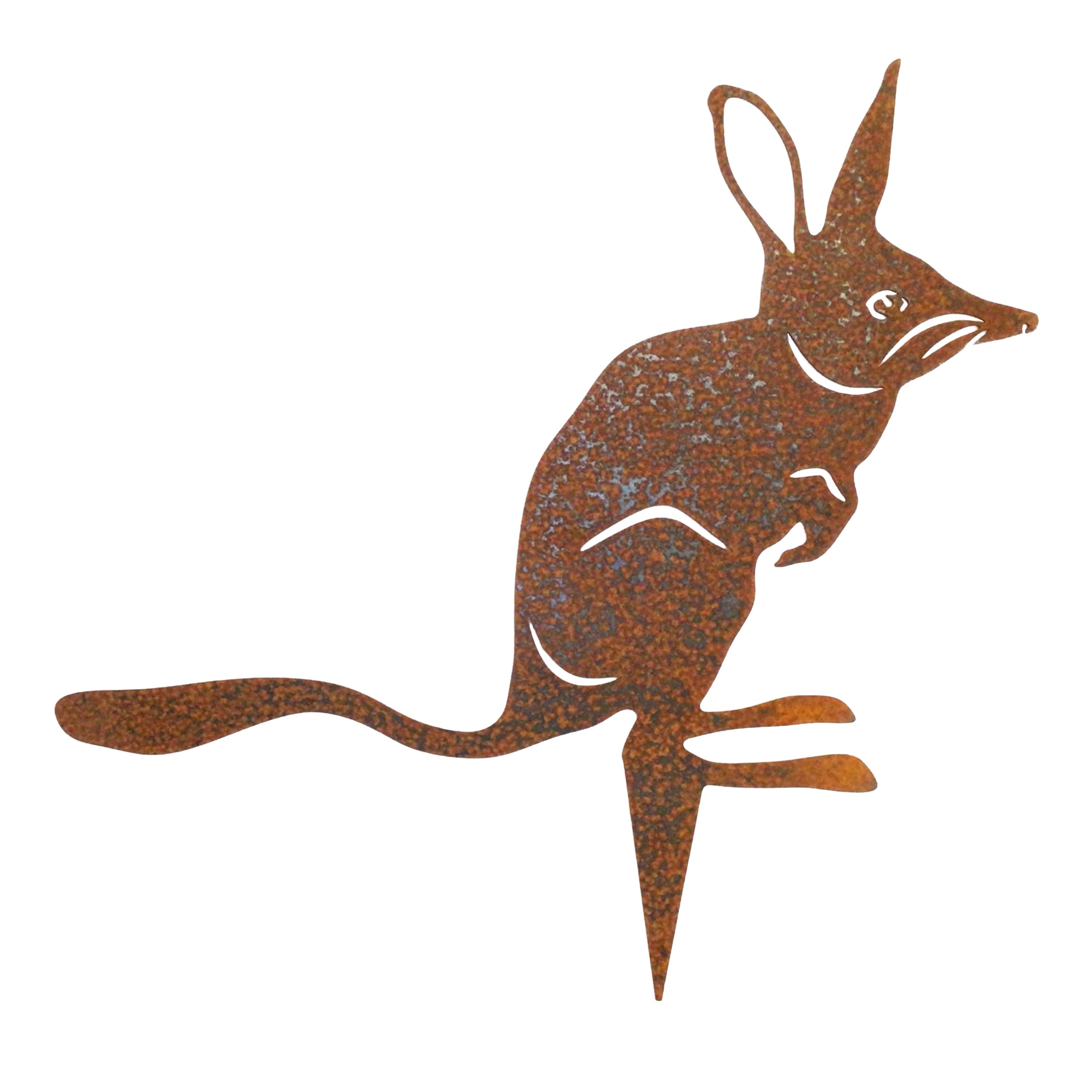 Bilby - standing
