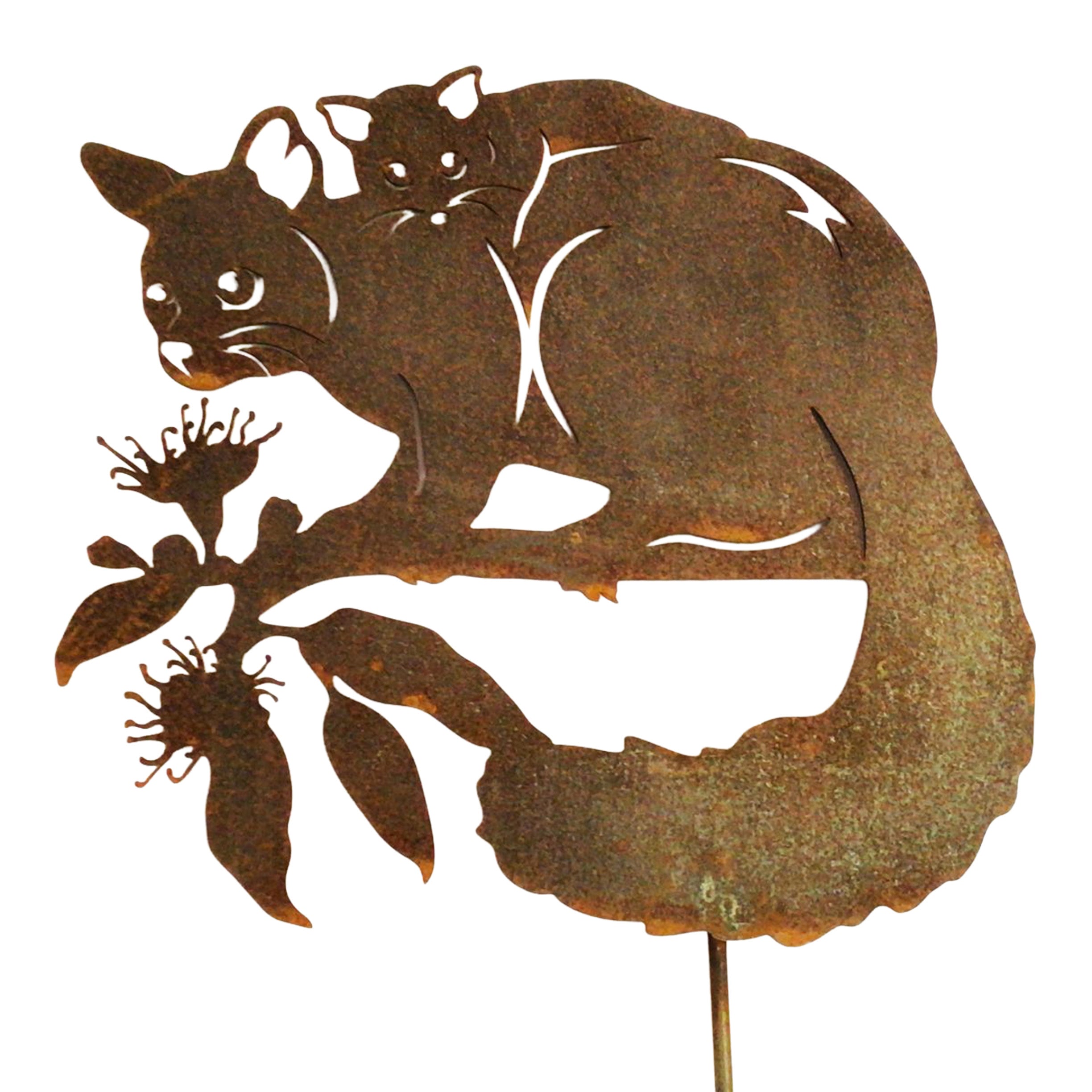 Brushtail Possum with young