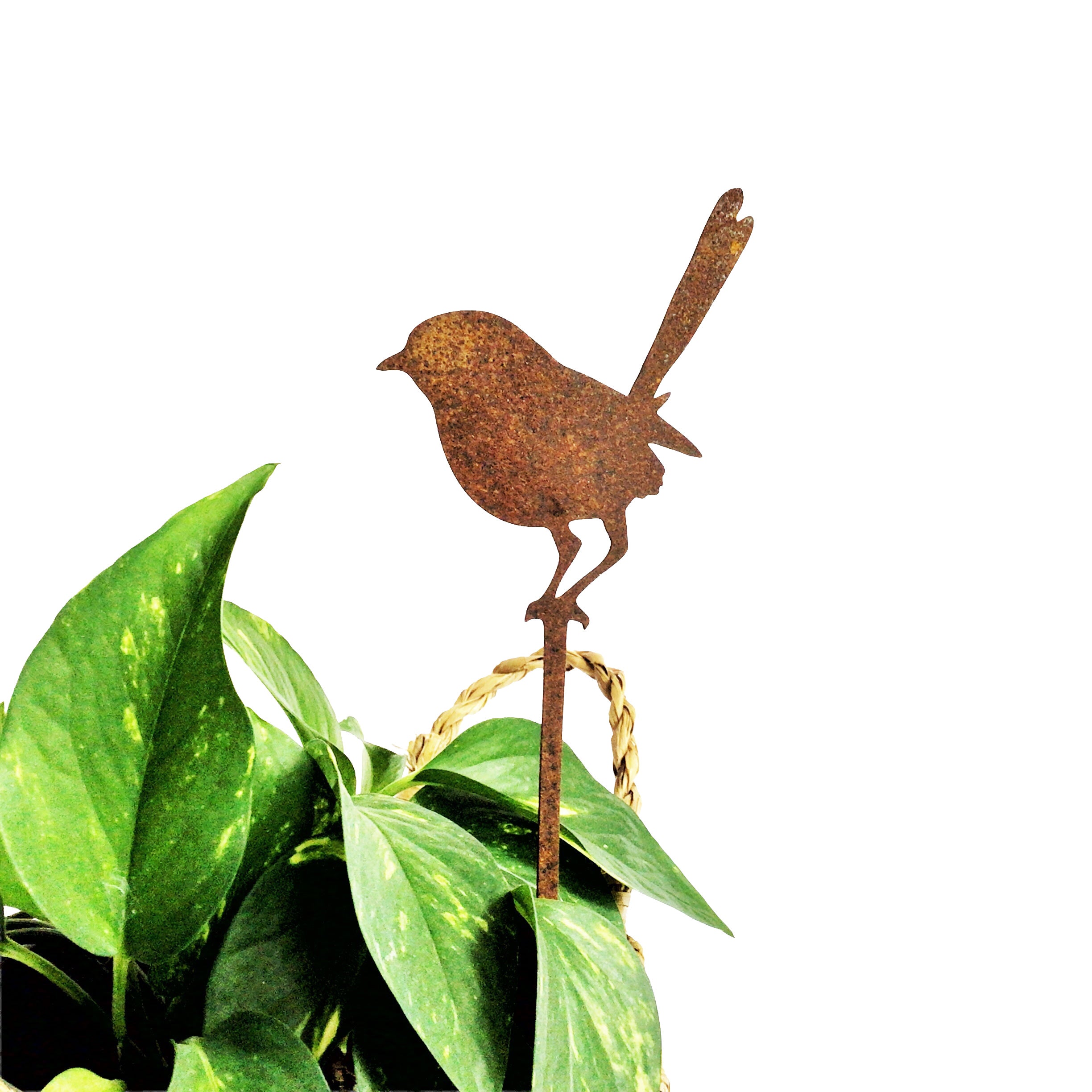 Tiny Wren